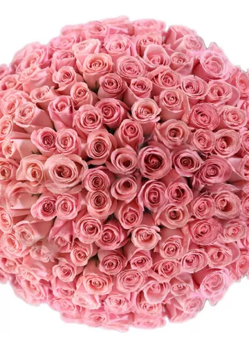 201 роза «Розета» от интернет-магазина цветов в 