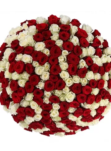 201 роза «Красно-белый вальс» от интернет-магазина цветов в 